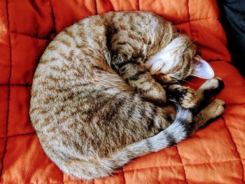 High angle view of cat sleeping