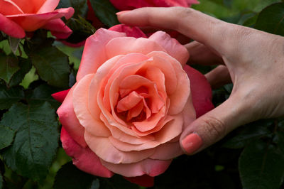 Close-up of rose bouquet