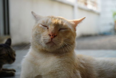 Close-up of a cat with eyes closed