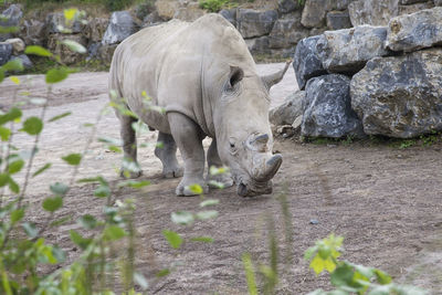 Sheep standing in a field