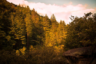 Trees in forest against sky during autumn