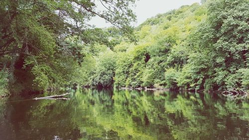 Scenic view of lake in forest