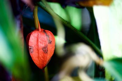 Close-up of red fruit on tree