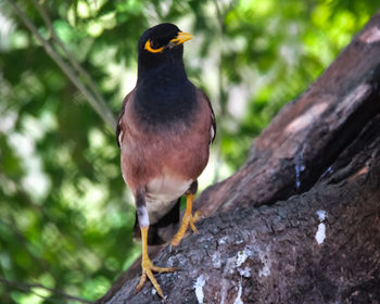 Close-up of bird perching on tree