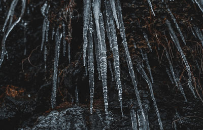 Close-up of icicles on tree trunk during winter