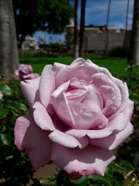 Close-up of pink rose