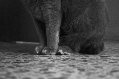 Close-up of cat sitting on floor