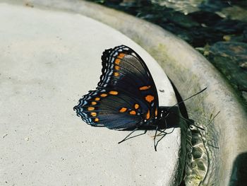 Close-up of butterfly