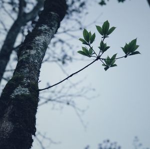 Low angle view of flower tree against sky