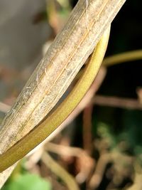 Close-up of bamboo plant