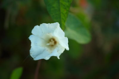 Close-up of white flower