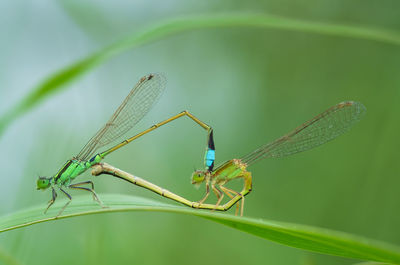 Close-up of damselflies mating on leaf