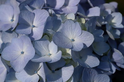 Close-up of purple flowering plant