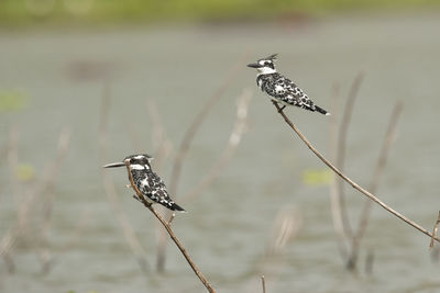 Close-up of bird perching on a plant