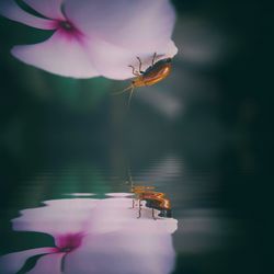 Close-up of insect pollinating on flower