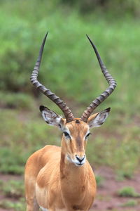 An impala stag up close