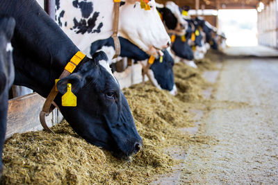 Large cow breeding, cows eating hay in the cowshed, animal and food concept