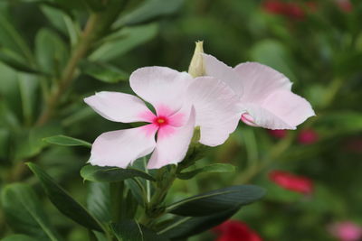 Close-up of pink flowering plant