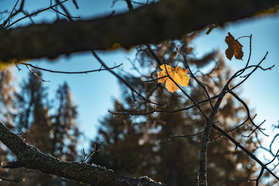 Low angle view of dried leaves on branch