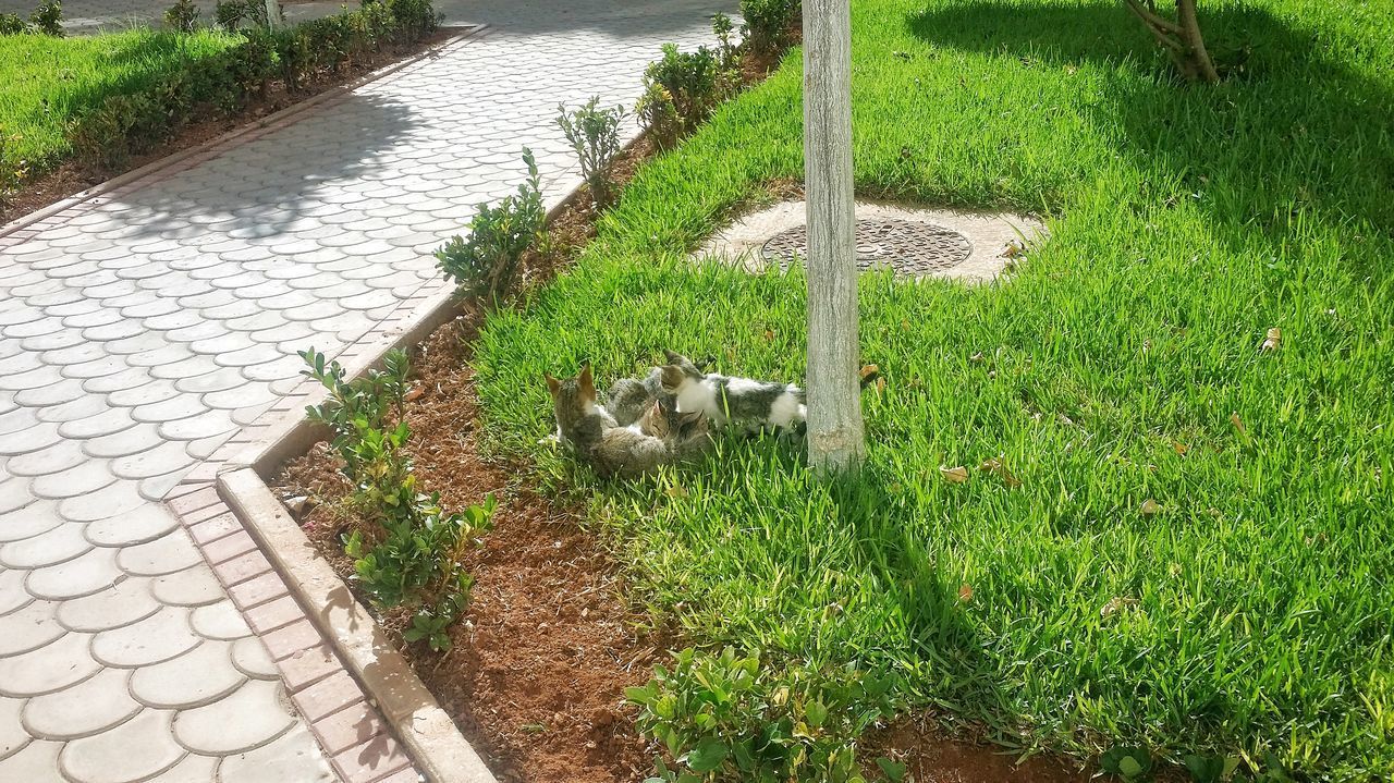 HIGH ANGLE VIEW OF ANIMAL ON FOOTPATH BY FIELD