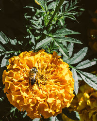 Close-up of bee pollinating on yellow flower