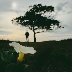 Flowers against sky at sunset