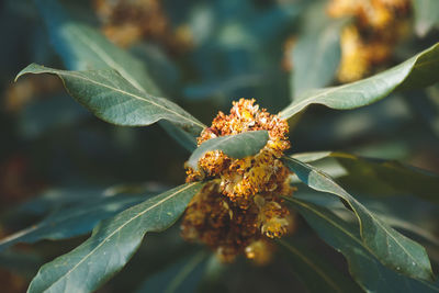 Close-up of plant