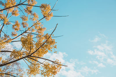 Low angle view of cherry blossom tree against blue sky