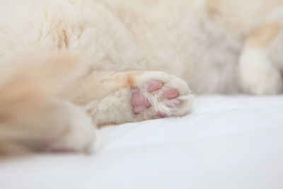 Close-up of cat sleeping