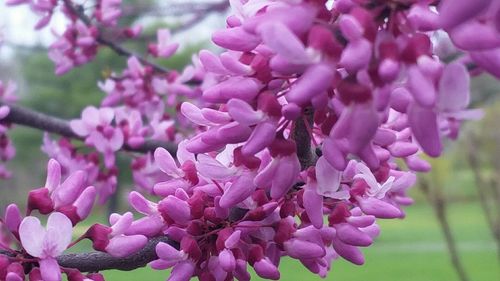 Close-up of pink flowers