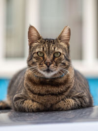 Close-up portrait of a cat