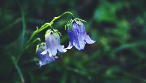 Close-up of purple flowering plant