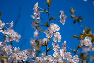 Close-up of cherry blossoms against blue sky