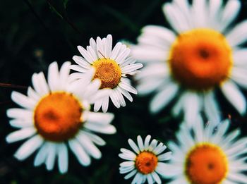 Close-up of white daisy flowers