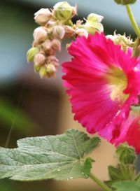 Close-up of pink flower