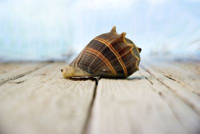 Close-up of sea shell on wooden table