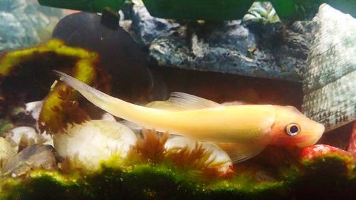 Close-up of fish swimming in aquarium