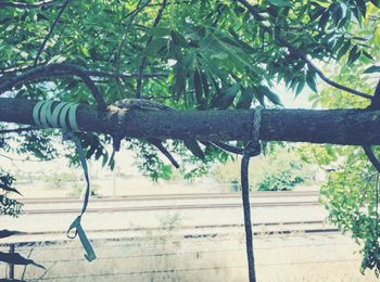 Plants growing on tree