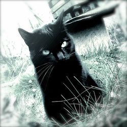 Close-up of cat sitting on grass