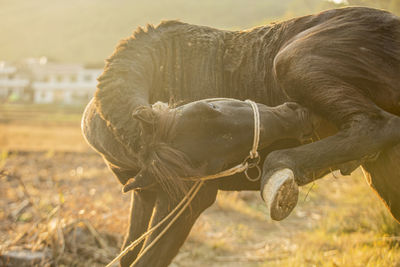 Close-up of elephant on land