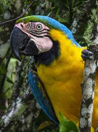 pet
