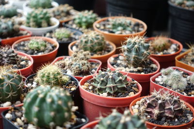 High angle view of potted plants