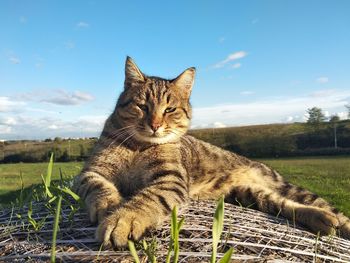 Cat relaxing on field against sky