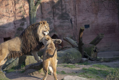 View of cats in zoo
