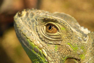 Close-up of lizard