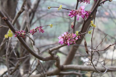 Close-up of pink cherry blossoms in spring