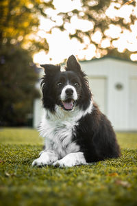 Portrait of dog on grass