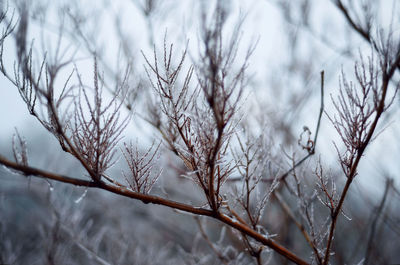 Close-up of snow on plants during winter