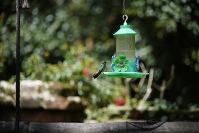 Close-up of lantern hanging on plant at yard