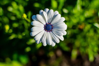 White african daisy or cape daisy osteospermum against natural background, top view.